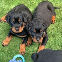 Mini Rottweiler puppies available