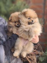 Pomeranian Boy And Girl KC Registered