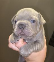 Quality French Bulldog puppies for sale