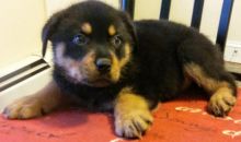 Quality German bloodline Rottweiler pups available