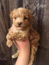 stunning 10 weeks old Maltipoo puppies female and males