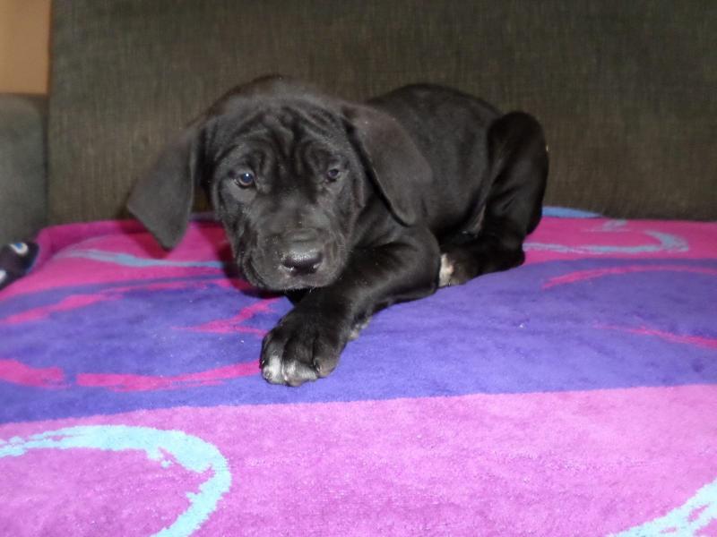 11 cane corso puppies. 8 boys 3 Girls looking for their forever homes. Image eClassifieds4u