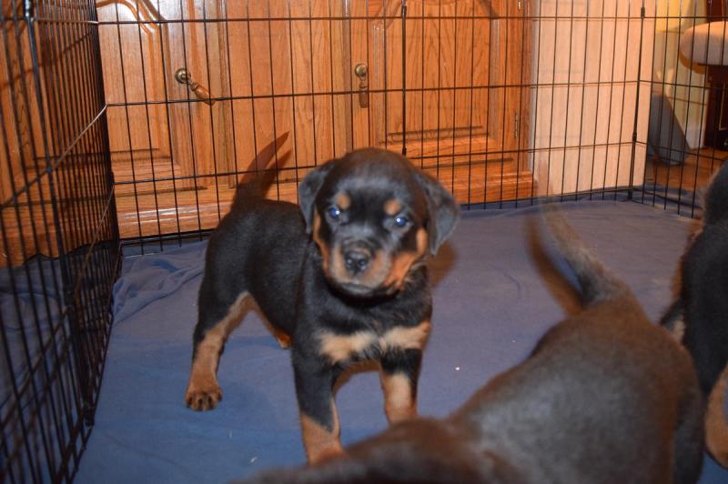 4 Rottweiler Puppies 3 big beautiful boys Image eClassifieds4u