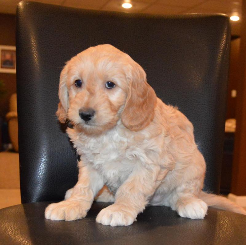 Best pair of Goldendoodles Image eClassifieds4u