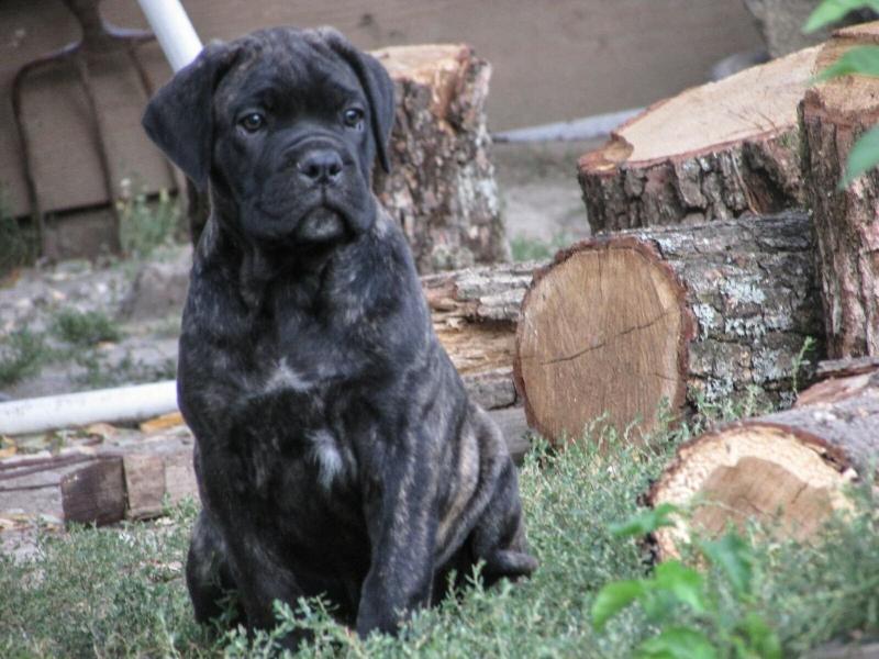 Blue and blue brindle Cane Corso puppies ready now Image eClassifieds4u