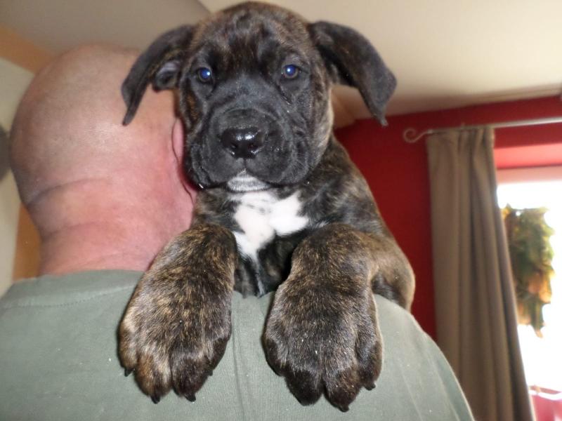 Blue and blue brindle Cane Corso puppies ready now Image eClassifieds4u