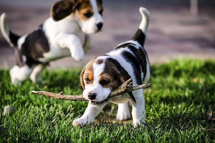🟥🍁🟥 ADORABLE CANADIAN 💗🍀BEAGLE🐕🐕PUPPIES 🟥🍁🟥 Image eClassifieds4u