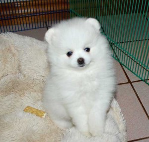 🟥🍁🟥 ADORABLE CANADIAN 💗🍀POMERANIAN🐕🐕PUPPIES 🟥🍁🟥 Image eClassifieds4u