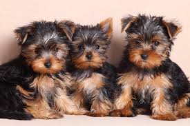 🟥🍁🟥 ADORABLE CANADIAN 💗🍀YORKSHIRE TERRIER🐕🐕PUPPIES 🟥🍁🟥 Image eClassifieds4u