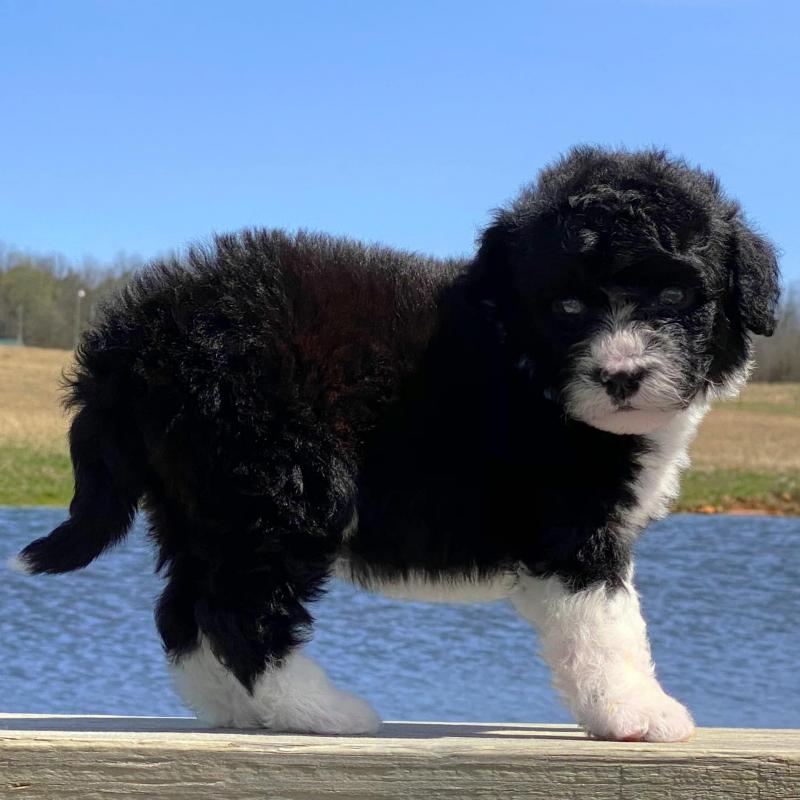 Excellent Portuguese water dog puppies for sale Image eClassifieds4u