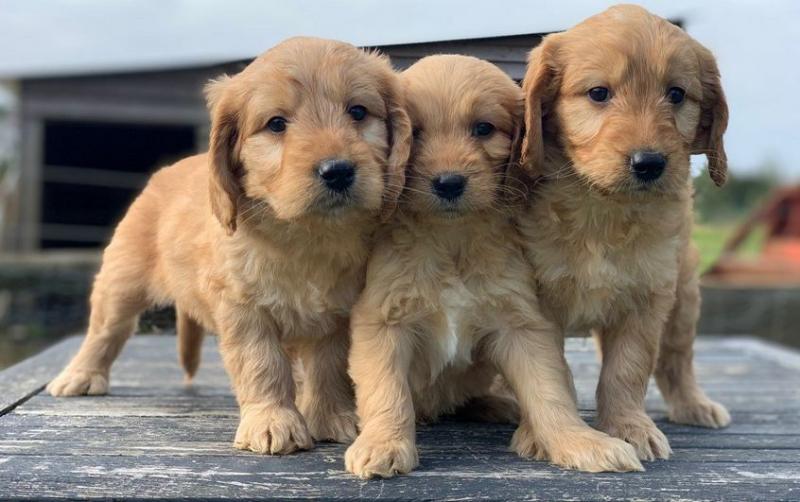 F1b Goldendoodle Puppies For Sale Image eClassifieds4u