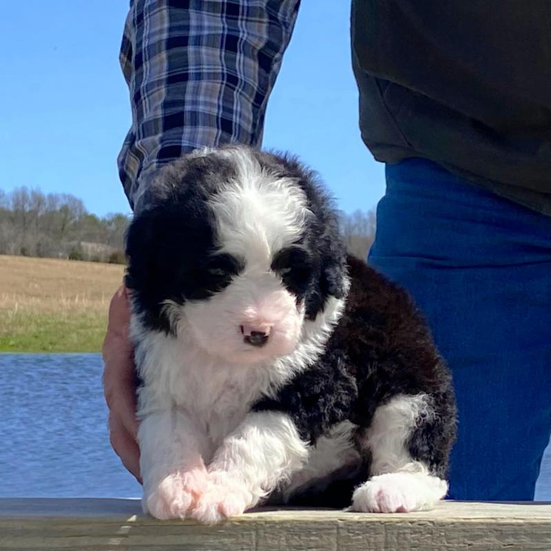 for sale our Portuguese water dogs puppies Image eClassifieds4u