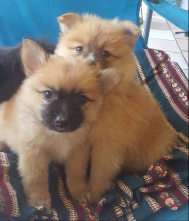 Gorgeous Orange Sable Boy And Girl Available. Image eClassifieds4u