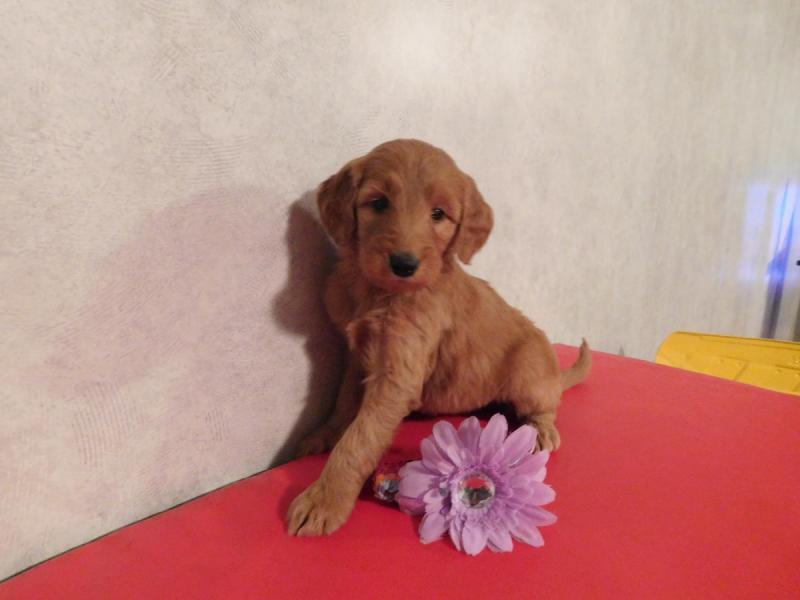 Health tested Goldendoodle puppies tested and has had a beautiful litters Image eClassifieds4u