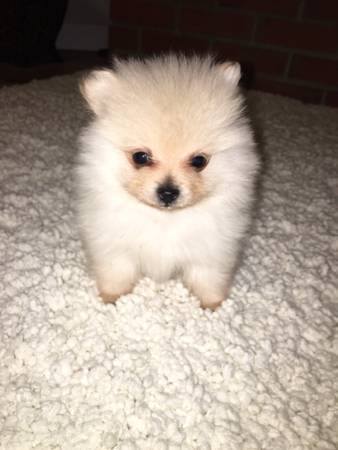 Hello. We have 2 beautiful Pomeranian girls for sale. They are super tiny Image eClassifieds4u