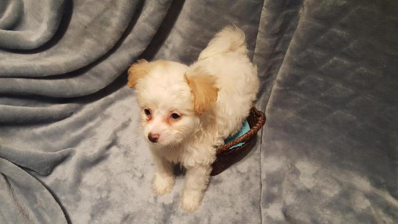 Last three outstanding Maltipoo puppies for rehoming Image eClassifieds4u