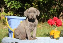 9 cane corso puppies for sale now Image eClassifieds4U