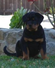 A very rare Beauty Rottweiler pups available out of a litter of ours Image eClassifieds4U
