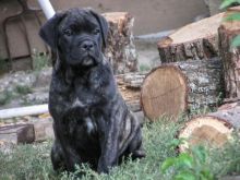 Blue and blue brindle Cane Corso puppies ready now Image eClassifieds4u 2