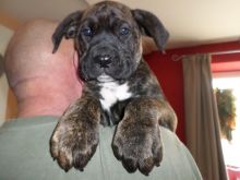 Blue and blue brindle Cane Corso puppies ready now Image eClassifieds4u 1