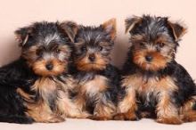 🟥🍁🟥 ADORABLE CANADIAN 💗🍀YORKSHIRE TERRIER🐕🐕PUPPIES 🟥🍁🟥 Image eClassifieds4U