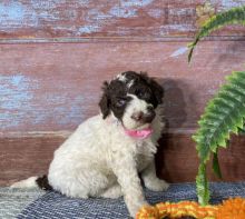 Excellent Portuguese water dog puppies for sale Image eClassifieds4u 1