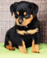 for sale are our beautiful puppies, from our family pet first and last litter she’s an excellent m Image eClassifieds4U