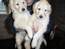 Gorgeous 3 Goldendoodle Puppies for sale Image eClassifieds4U