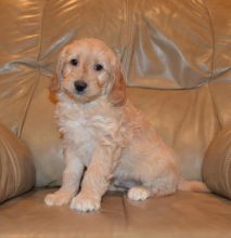 Health tested Goldendoodle puppies tested and has had a beautiful litters Image eClassifieds4u 2