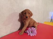Health tested Goldendoodle puppies tested and has had a beautiful litters Image eClassifieds4u 1