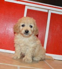 Pedigree Goldendoodle Kc Puppies of these pups. Image eClassifieds4u 1