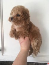 stunning 10 weeks old Maltipoo puppies female and males Image eClassifieds4u 2