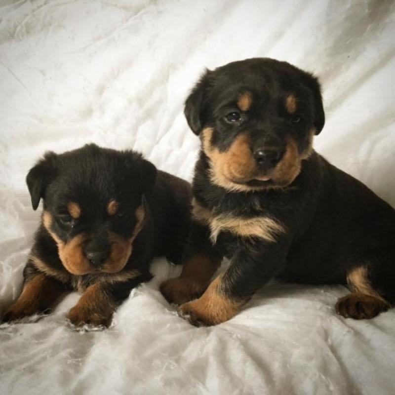 Our family would like to welcome you to our advert of our stunning Rottweiler puppies Image eClassifieds4u
