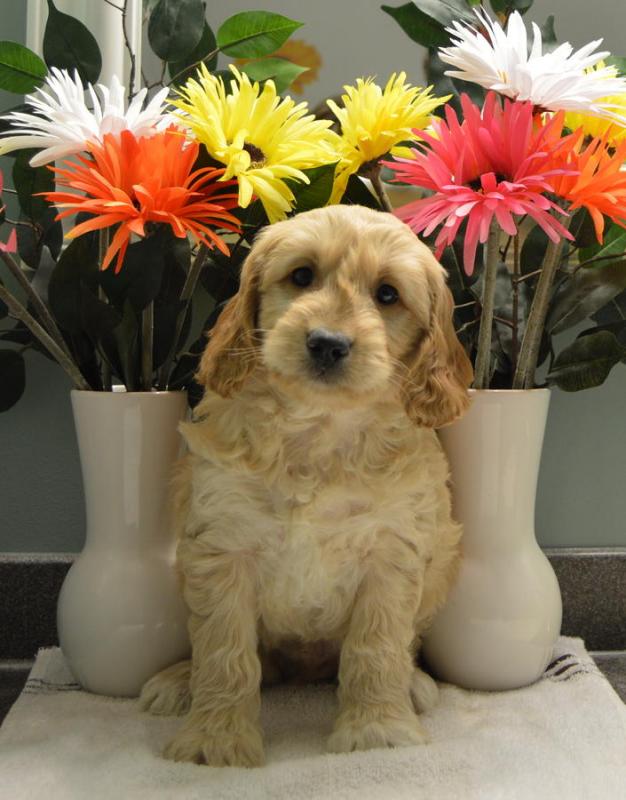 Pedigree Goldendoodle Kc Puppies of these pups. Image eClassifieds4u
