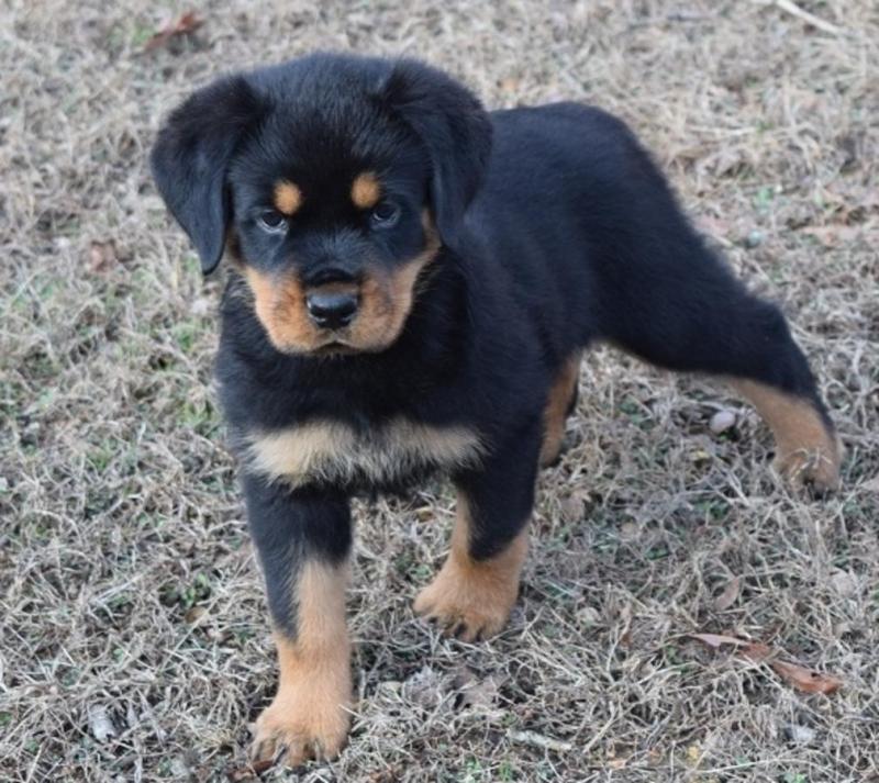 Quality German bloodline Rottweiler pups available Image eClassifieds4u