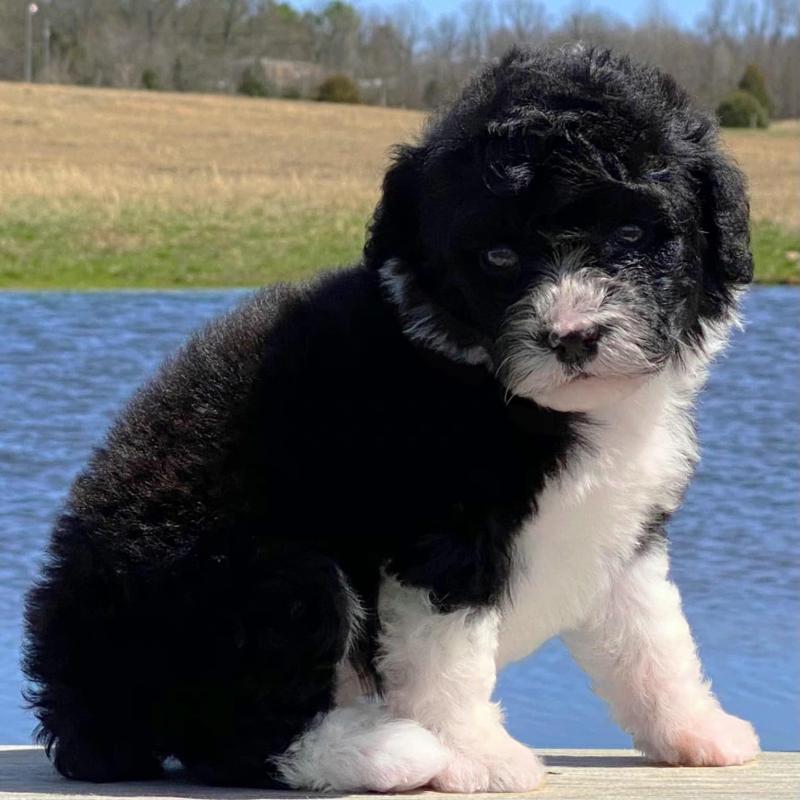 Rare Portuguese water dog puppies for sale at affordable price Image eClassifieds4u