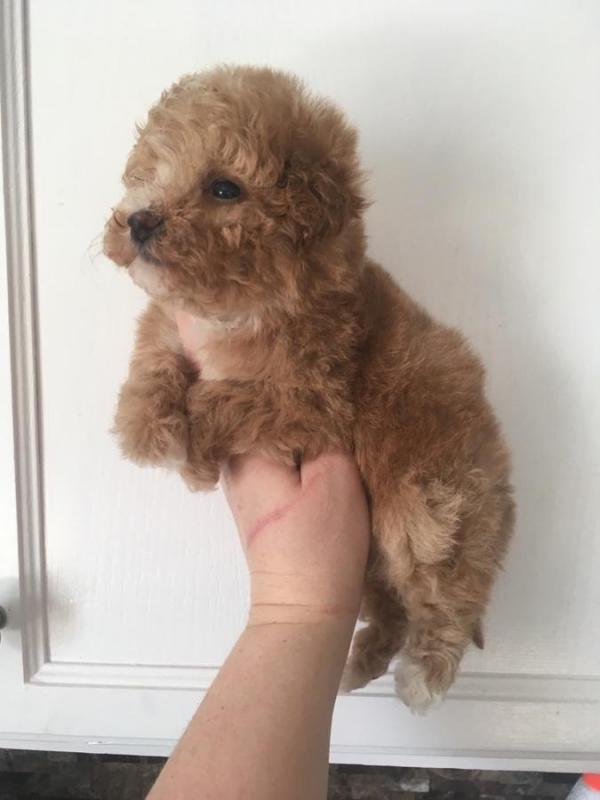 stunning 10 weeks old Maltipoo puppies female and males Image eClassifieds4u