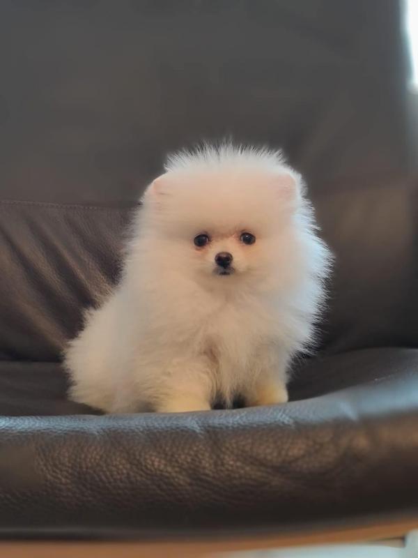 Sweet Stunning litter of very rare Pomeranians Image eClassifieds4u