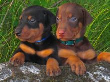 🟥🍁🟥 ADORABLE CANADIAN 💗🍀DOBERMAN🐕🐕PUPPIES 🟥🍁🟥