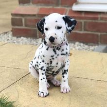 11 weeks old Dalmatian puppies.