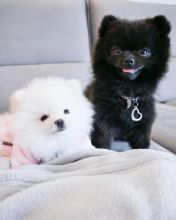 Pomeranian puppies for adoption