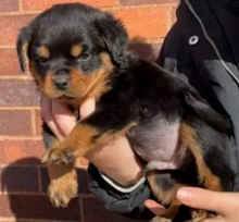 Purebred Rottweiler puppies available