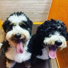 🟥🍁🟥 ADORABLE CANADIAN 💗🍀BERNDOODLE🐕🐕PUPPIES 🟥🍁🟥