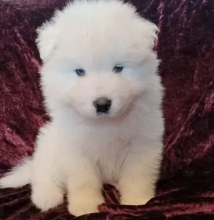 Snow white Samoyed puppies for sale