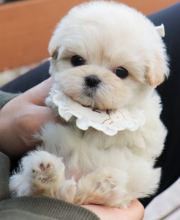 Teacup Maltipoo puppies available