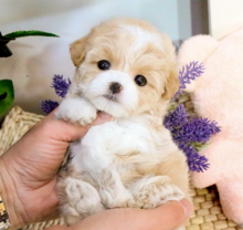 Teacup Maltipoo puppies available