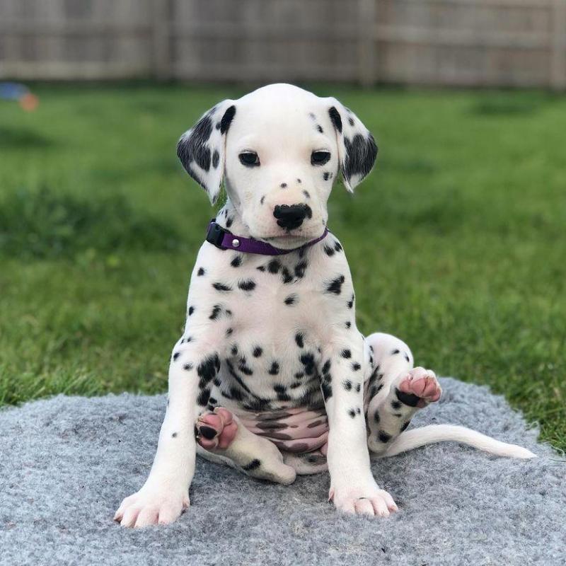11 weeks old Dalmatian puppies. Image eClassifieds4u