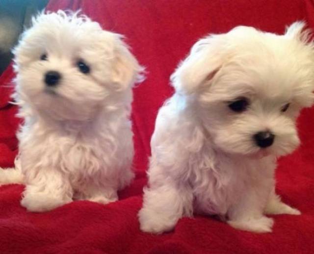 🟥🍁🟥 ADORABLE CANADIAN 💗🍀MALTESE 🐕🐕PUPPIES 🟥🍁🟥 Image eClassifieds4u