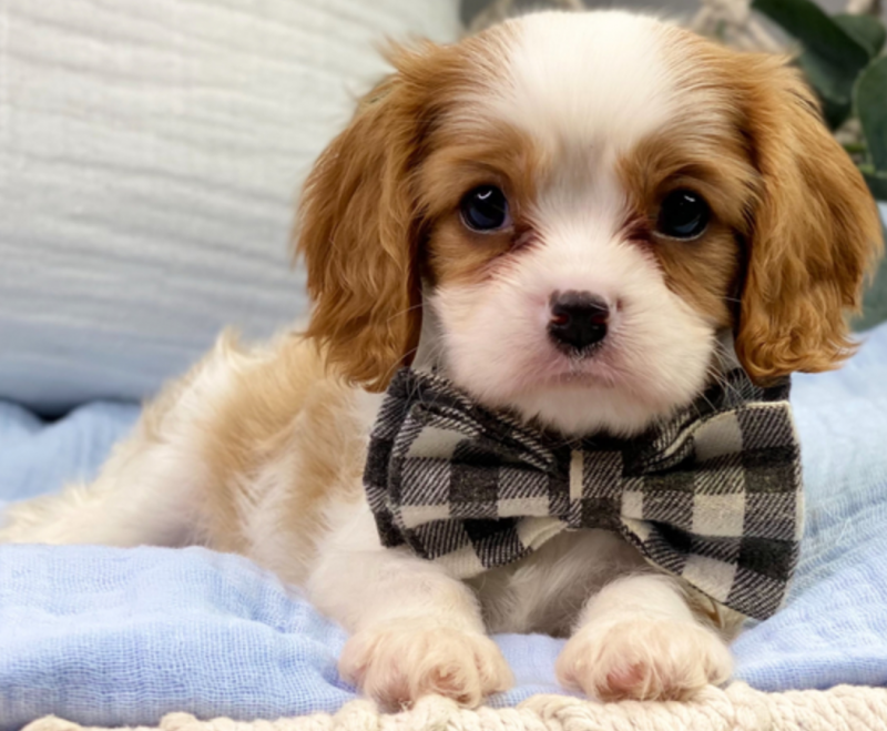 Cavalier King charles spaniel puppies available Image eClassifieds4u