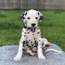 11 weeks old Dalmatian puppies. Image eClassifieds4u 2